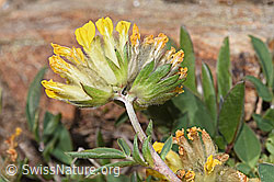 Anthyllis vulneraria ssp. alpestris (F280952)