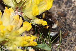 Bombus cryptarum on Anthyllis vulneraria ssp. alpestris (F280957)