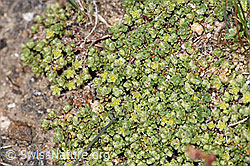 Alpen-Bruchkraut (Herniaria alpina) (08.2024, F280962)