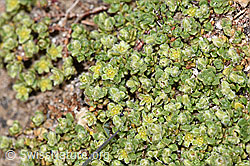 Alpen-Bruchkraut (Herniaria alpina) (08.2024, F280963)