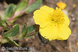 Dasytes obscurus (Wollhaarkäfer) auf Alpen-Sonnenröschen (Helianthemum alpestre) (F280978) Dasytes obscurus (Wollhaarkäfer) auf Alpen-Sonnenröschen (Helianthemum alpestre) (F280978)