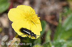 Dasytes obscurus (Wollhaarkäfer) auf Alpen-Sonnenröschen (Helianthemum alpestre) (F280981) Dasytes obscurus (Wollhaarkäfer) auf Alpen-Sonnenröschen (Helianthemum alpestre) (F280981)