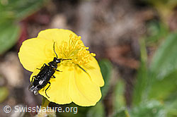 Dasytes obscurus (Wollhaarkäfer) auf Alpen-Sonnenröschen (Helianthemum alpestre) (F280982) Dasytes obscurus (Wollhaarkäfer) auf Alpen-Sonnenröschen (Helianthemum alpestre) (F280982)