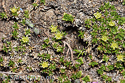 Zwerg-Miere (Minuartia sedoides) (F280994)
