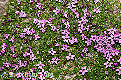 Kalk-Polsternelke (Silene acaulis) (08.2024, F280996)