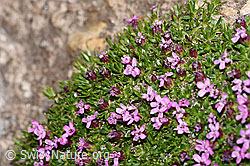 Kalk-Polsternelke (Silene acaulis) (F280997) Kalk-Polsternelke (Silene acaulis) (F280997)
