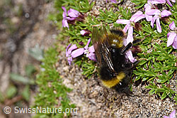 Distelhummel (Bombus soroeensis) an Kalk-Polsternelke (Silene acaulis) (F281000) Distelhummel (Bombus soroeensis) an Kalk-Polsternelke (Silene acaulis) (F281000)