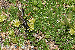 Schwarze Schlupfwespe (Pimpla rufipes) an Zwerg-Miere (Minuartia sedoides) (F281019)
