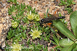 Schwarze Schlupfwespe (Pimpla rufipes) an Zwerg-Miere (Minuartia sedoides) (F281021)
