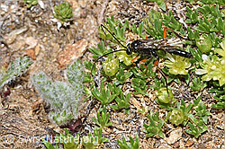 Schwarze Schlupfwespe (Pimpla rufipes) an Zwerg-Miere (Minuartia sedoides) (F281022)