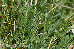 Alpen-Spitzkiel (Oxytropis campestris) (F281029)
