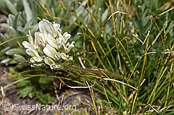 Alpen-Spitzkiel (Oxytropis campestris) (F281033)