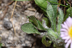 Erigeron uniflorus (F281037)