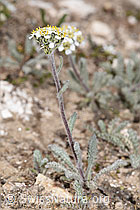 Zwerg-Schafgarbe (Achillea nana) (F281059) Zwerg-Schafgarbe (Achillea nana) (F281059)