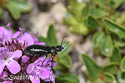 Vielhaariger Thymian (Thymus polytrichus)