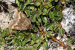 Pyrausta aerealis (Rüsselzünsler) auf Stumpfblättrige Weide (Salix retusa) (08.2024, F281075)