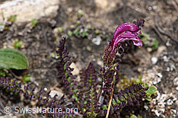 Kerners Läusekraut (Pedicularis kerneri) (F281087) Kerners Läusekraut (Pedicularis kerneri) (F281087)