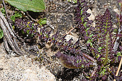 Kerners Läusekraut (Pedicularis kerneri) (F281088) Kerners Läusekraut (Pedicularis kerneri) (F281088)