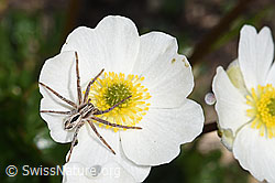 Thanatus coloradensis (= T. alpinus, Laufspinne)