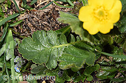 Gemeine Berg-Nelkenwurz (Geum montanum) (F281106)