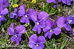 Langsporniges Stiefmütterchen (Viola calcarata) (F281124) Langsporniges Stiefmütterchen (Viola calcarata) (F281124)