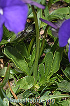 Langsporniges Stiefmütterchen (Viola calcarata) (F281129) Langsporniges Stiefmütterchen (Viola calcarata) (F281129)