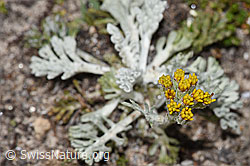 Graues Greiskraut (Senecio incanus) (F281151)