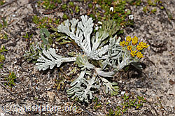 Graues Greiskraut (Senecio incanus) (F281153)
