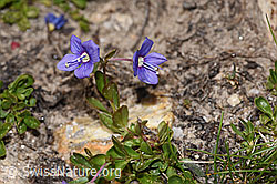 Felsen-Ehrenpreis (Veronica fruticans) (F281160)