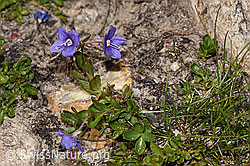 Felsen-Ehrenpreis (Veronica fruticans) (F281162)