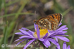 Aster