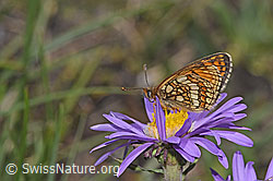 Wachtelweizen-Scheckenfalter (Melitaea athalia) auf Alpen-Aster (Aster alpinus) (F281167) Wachtelweizen-Scheckenfalter (Melitaea athalia) auf Alpen-Aster (Aster alpinus) (F281167)