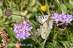 Hochalpenapollo (Parnassius phoebus) auf Glänzender Skabiose (Scabiosa lucida) (28.08.2024, F284134)
