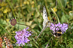Hochalpenapollo (Parnassius phoebus) auf Glänzender Skabiose (Scabiosa lucida) (28.08.2024, F284135)