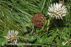 Schnee-Klee (Trifolium pratense ssp. nivale) (F285348)