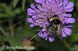 Pyrenäenhummel (Bombus pyrenaeus) auf Glänzender Skabiose (Scabiosa lucida) (F285365)