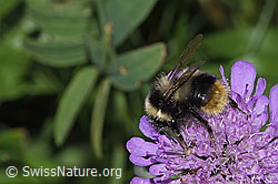 Pyrenäenhummel (Bombus pyrenaeus) auf Glänzender Skabiose (Scabiosa lucida) (F285368)