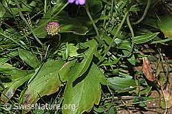 Glänzende Skabiose (Scabiosa lucida) (F285372)