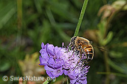 Mistbiene (Eristalis tenax) auf Glänzende Skabiose (Scabiosa lucida) (F285377)