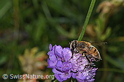 Mistbiene (Eristalis tenax) auf Glänzende Skabiose (Scabiosa lucida) (F285378)
