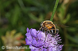 Mistbiene (Eristalis tenax) auf Glänzende Skabiose (Scabiosa lucida) (F285379)