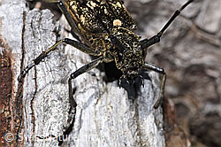 Schusterbock (Monochamus sutor) (20.09.2024, F286945)