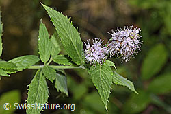 Rossminze (Mentha longifolia) (21.09.2024, F287371)