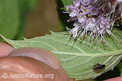 Rossminze (Mentha longifolia) (F287373)