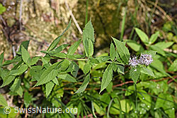 Rossminze (Mentha longifolia) (F287375)