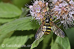Gemeine Wespenschwebfliege (Chrysotoxum cautum) auf Rossminze (Mentha longifolia) (21.09.2024, F287385)