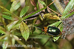 Foto: Hallescher Blattkäfer (Sermylassa halensis)
