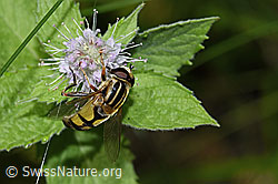 Grosse Sumpfschwebfliege (Helophilus trivittatus) auf Rossminze (Mentha longifolia) (21.09.2024, F287423)