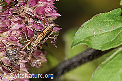 Rotbraune Sichelwanze (Nabis rugosus) an Echtem Dost (Origanum vulgare) (21.09.2024, F287439)