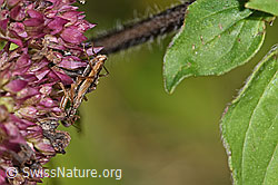 Rotbraune Sichelwanze (Nabis rugosus) an Echtem Dost (Origanum vulgare) (F287441)